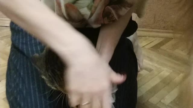 Kitty Climbs Into Fridge to Steal a Snack