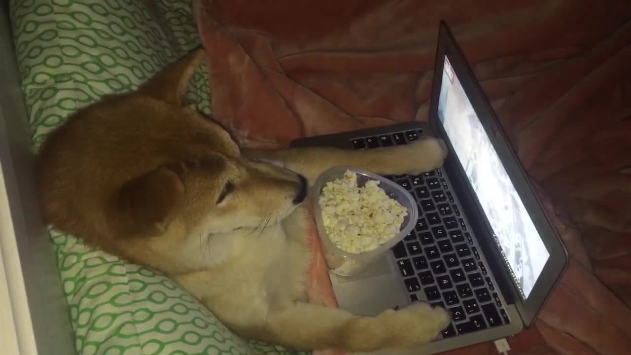 Perro prepara pochoclo y disfruta de una noche de películas