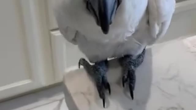 Funny parrot videos that supress your depress