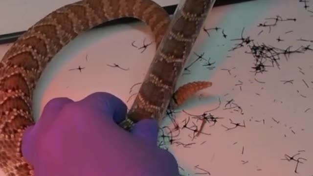 This is a rattlesnake, and it's very virulent