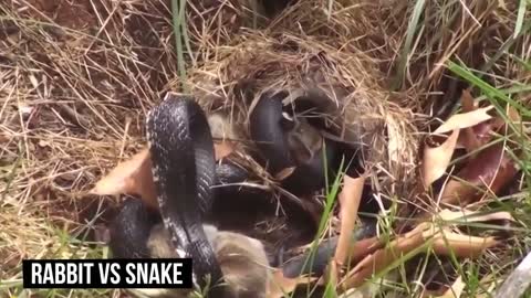 10 CRAZIEST ANIMAL FIGHTS CAUGHT ON CAMERA