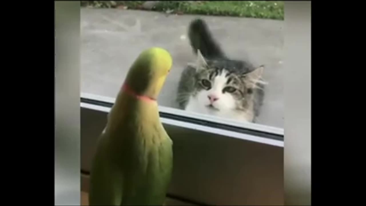 Hilarious Cat and Parrot Duo - A Comedy of Feathers and Fur!"