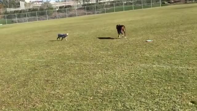 Brown dog gets hit with frisbee instead of catching it