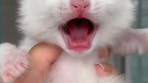 Cute and Funny Cat Videos Compilatio