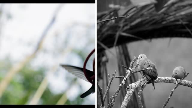 Birds in the rain طيور فى المطر