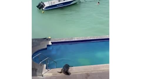 This sea lion went for a swim and the stole this man's seat 😂😂