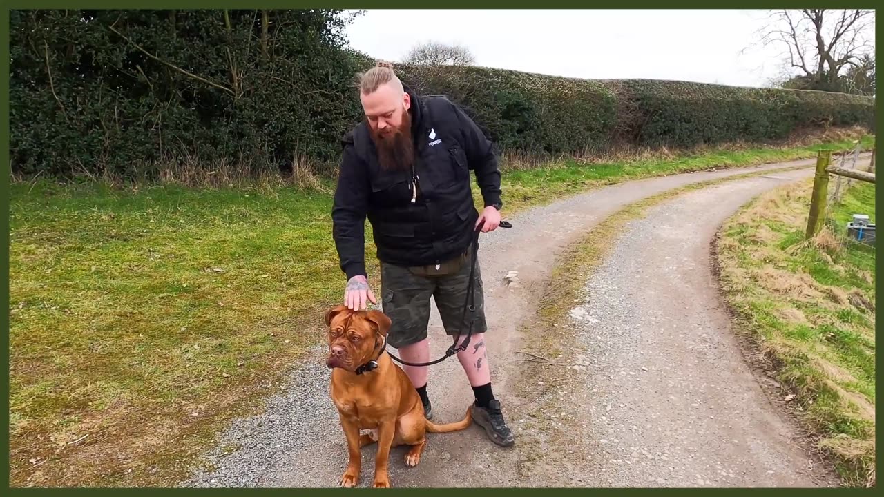 How To Stop Your Dog PULLING On The Leash - EXTREME CASE