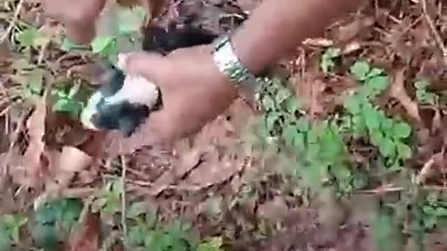 DOG RESCUED AFTER LANDSLIDE