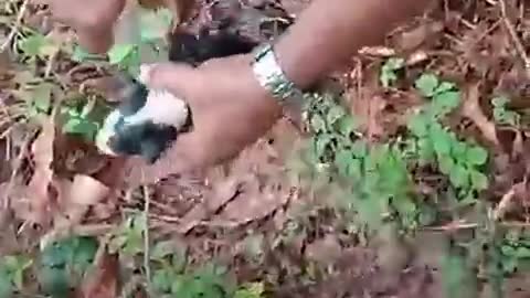 DOG RESCUED AFTER LANDSLIDE