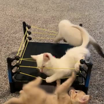 Super Kitten Triple Threat Fight!