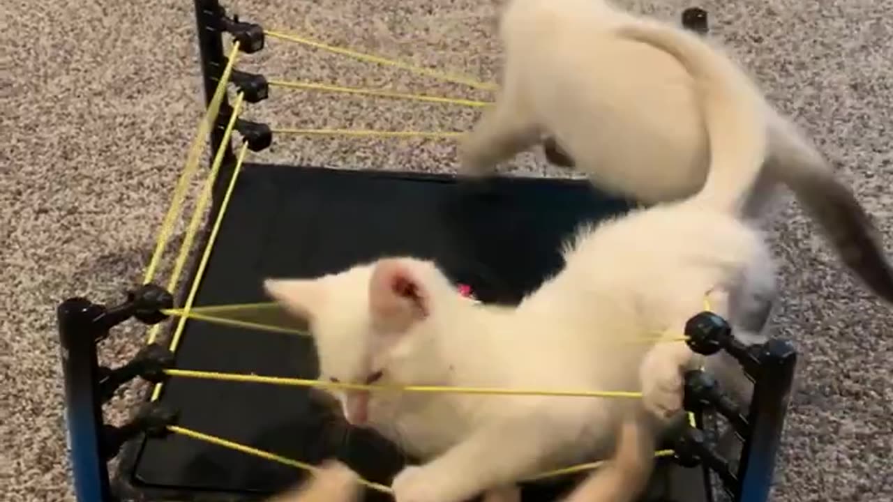 Super Kitten Triple Threat Fight!