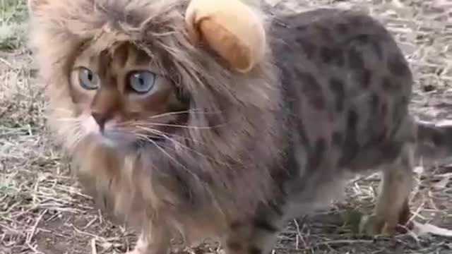 I'm great lion !!! Do you scare me human