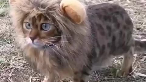 I'm great lion !!! Do you scare me human