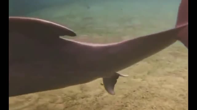 Beautiful Dolphin Give Birth Under Water