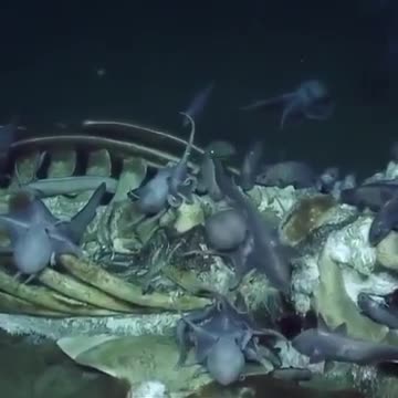 giant skeleton fish full of octopus and small fish.mp4