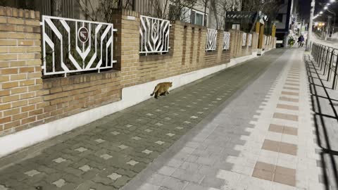 cat night walk