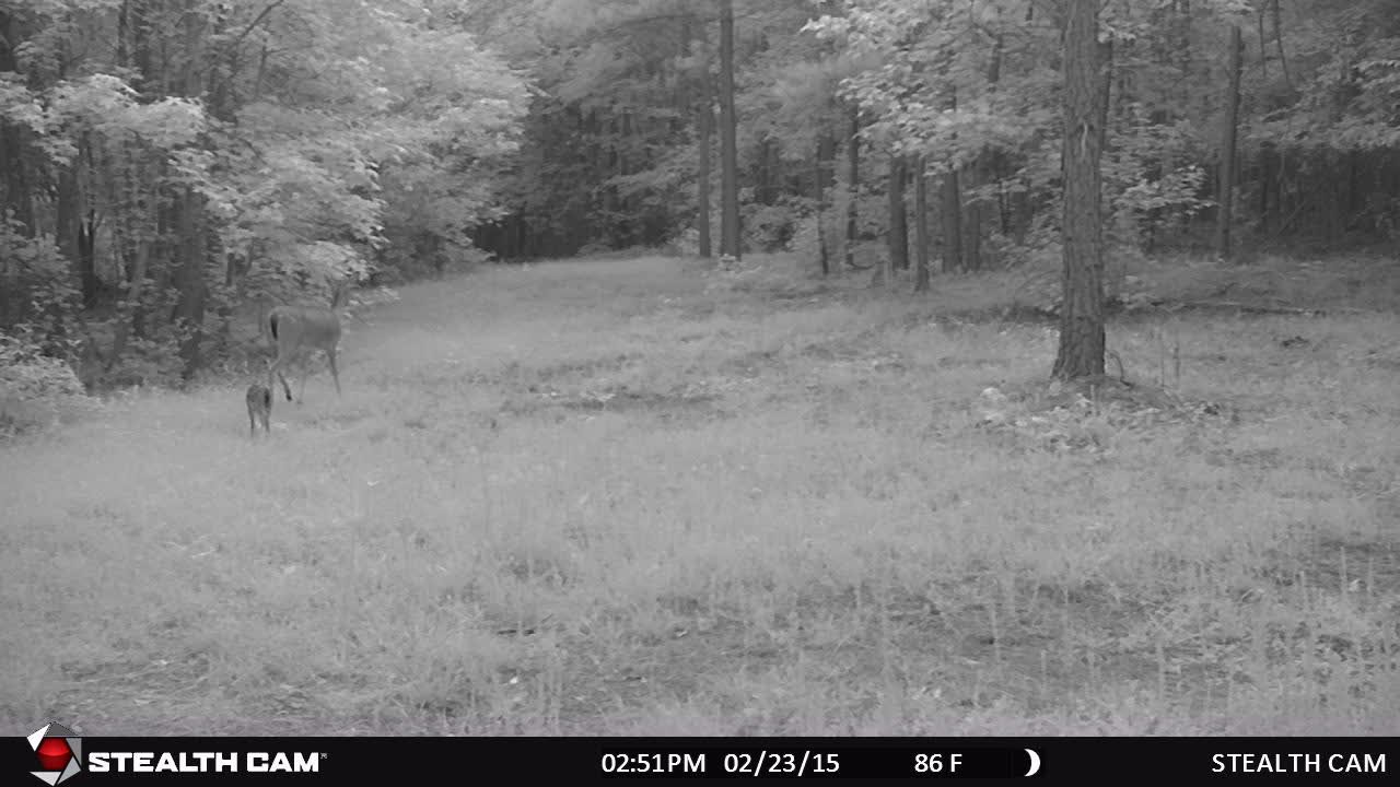 Whitetail Deer. Mama baby on trail cam