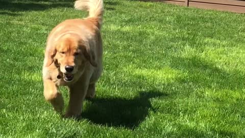 Golden Retriever Finds a Great Way to Cool Off