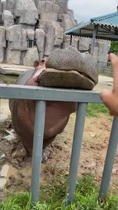 Hippopotamus #shorts