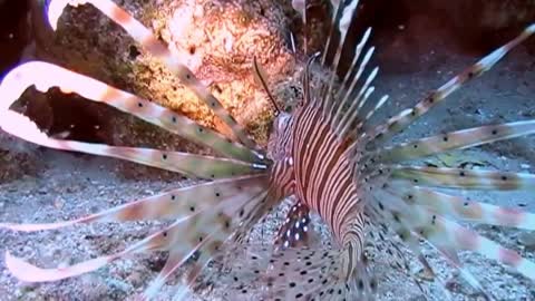Wonderful fish Glory be to God for its beauty