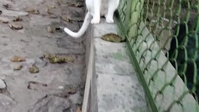 Adorable cat 😺 video By Kingdom of Awais