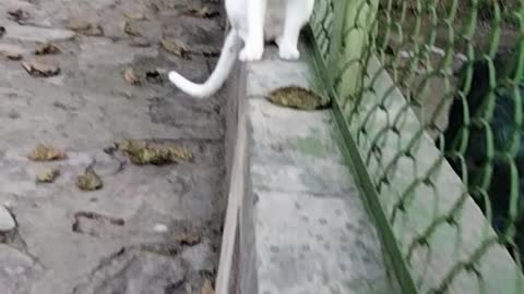 Adorable cat 😺 video By Kingdom of Awais