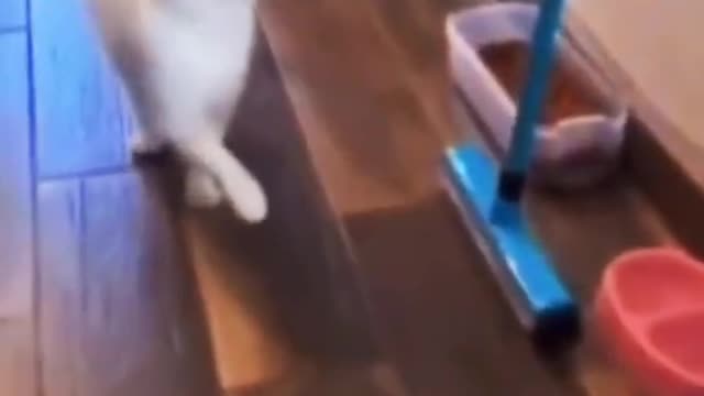 cat imitating human