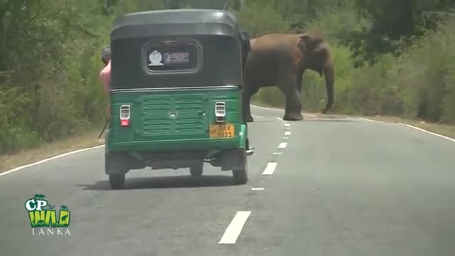 Huge wild elephent wainting for food