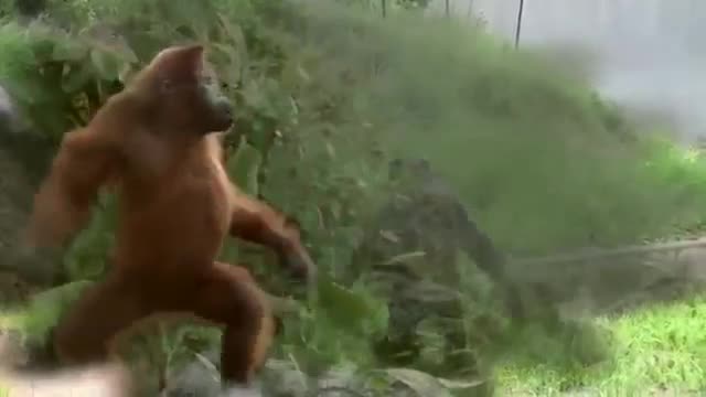 Funny animals dance on music