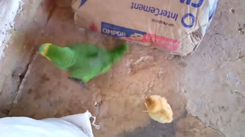 chick VS Parrot UFC.