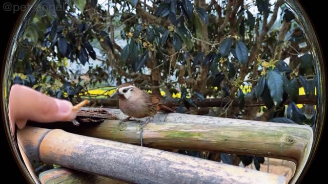 Two little birds fight over food