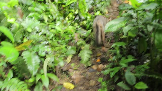 Devuelven a su hábitat a zorra plateada que cayó a una quebrada en Girón