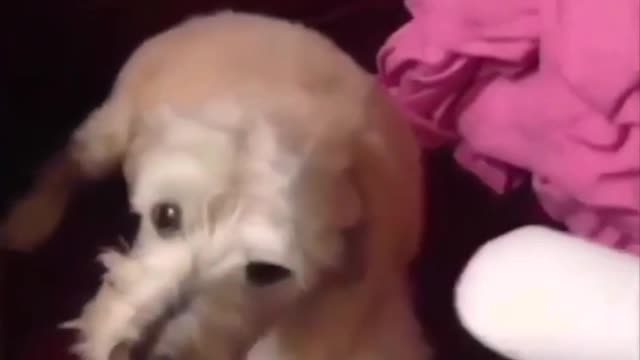 Grumpy dog
