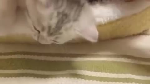 Cute funny video of cats