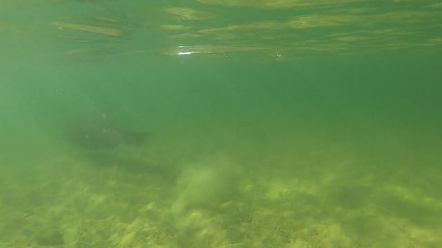 a sea lion swimming underwater