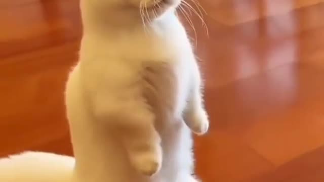 Кот стал полицейский