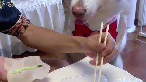 The clever dog is dainty for his dinner # dog