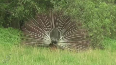 Peacock DanceS