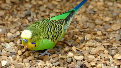 Beautiful parrot playing