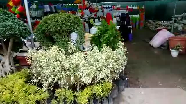 Flower's