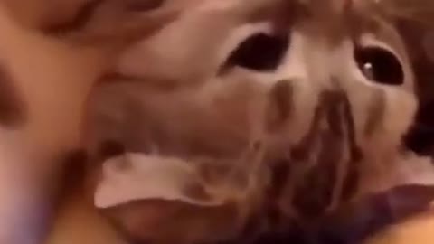 Cute Kitten Grooming