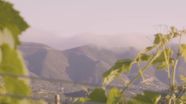 Close Up Video of Leaves Moving by the Wind