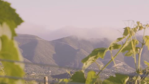 Close Up Video of Leaves Moving by the Wind