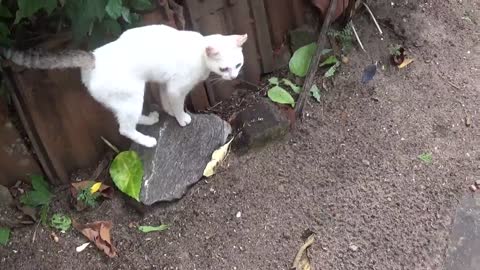 Pure White Kitty is Having Fun With the Nature