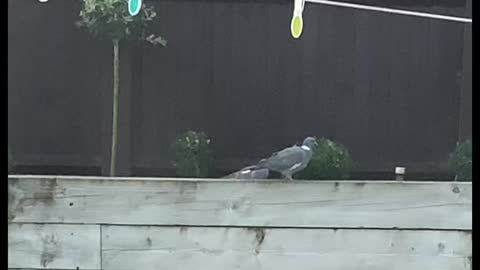 Funny Pigeons looking for chicks!