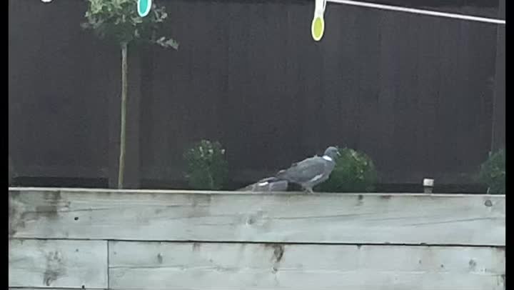 Funny Pigeons looking for chicks!