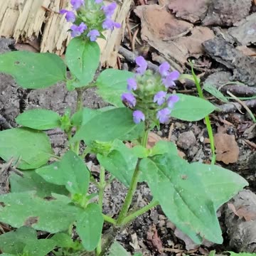 This is an drug addicted insect