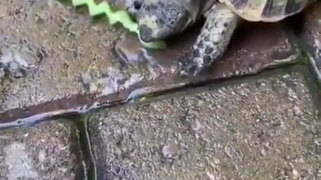 TURTLE CRAZY