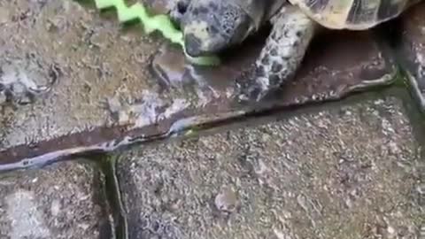 TURTLE CRAZY