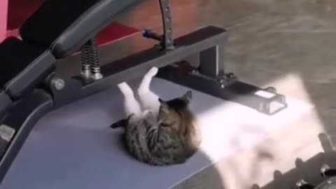 Cat Goes To The Gym And Performs Crunches